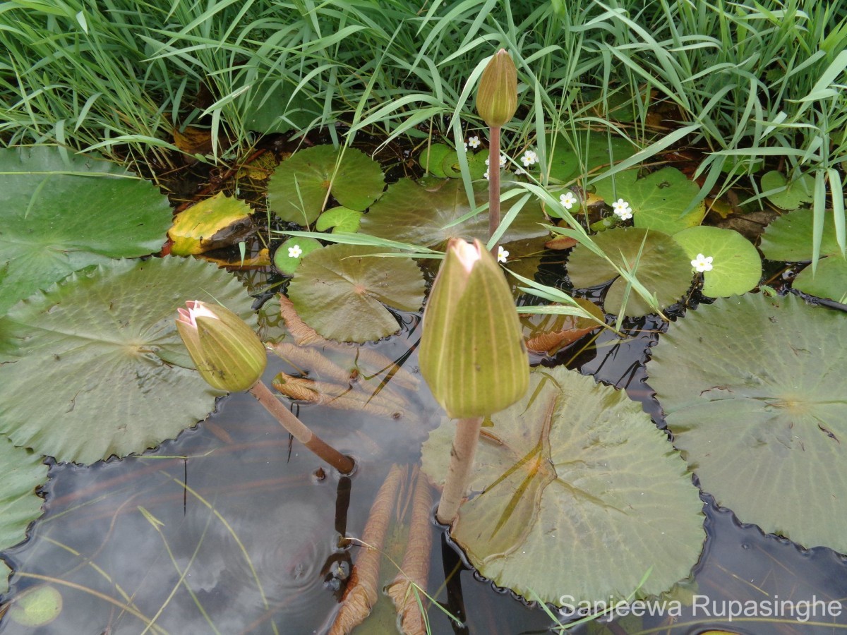 Nymphaea pubescens Willd.